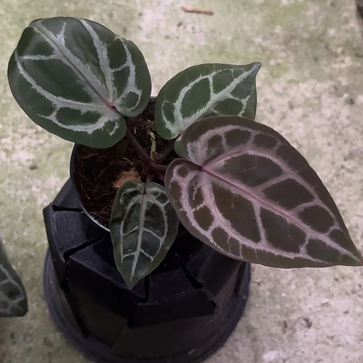 完全开放米歇尔红水晶