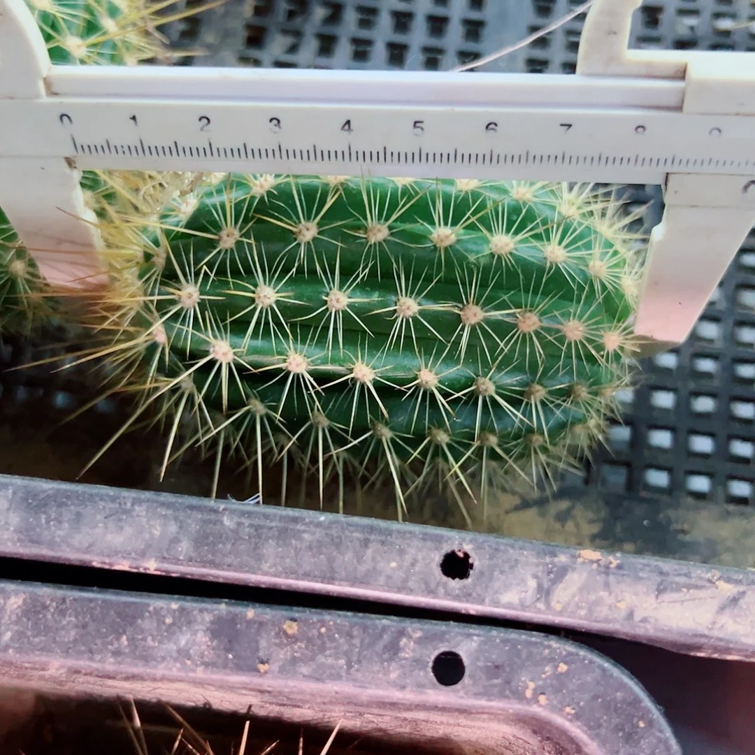 落***朵毛花柱 倾城之恋 侧芽 送袖蒲1根
