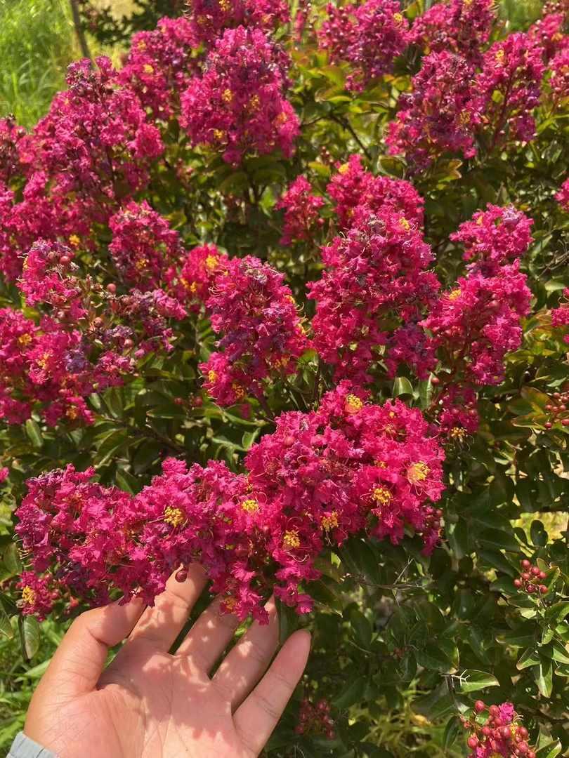 精品百丽紫薇苗基地美国丰花矮化型紫薇盆栽地栽庭院别墅空中花园