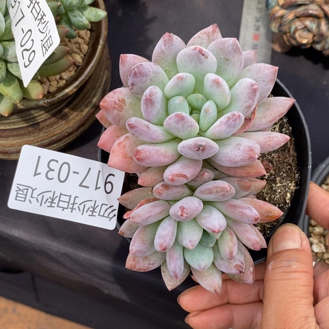 勿秒拍秒退 917-031凯普顿