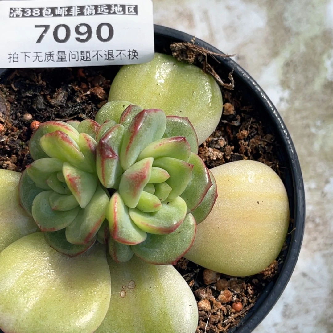 简****美多肉特价三文鱼锦7090不包售后