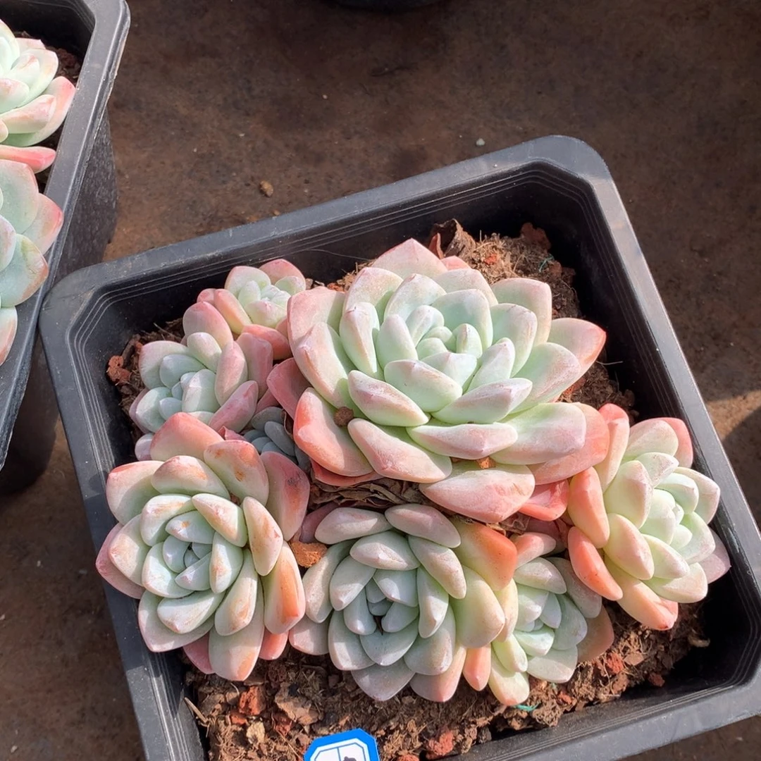 573冰玉 一物一拍多肉