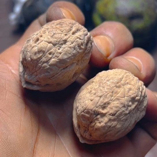 核桃卡36.5箭毒蛙22号