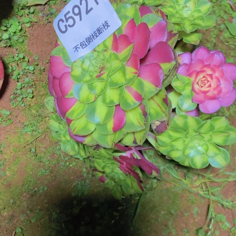【闪购商品】微*，5921发货多肉