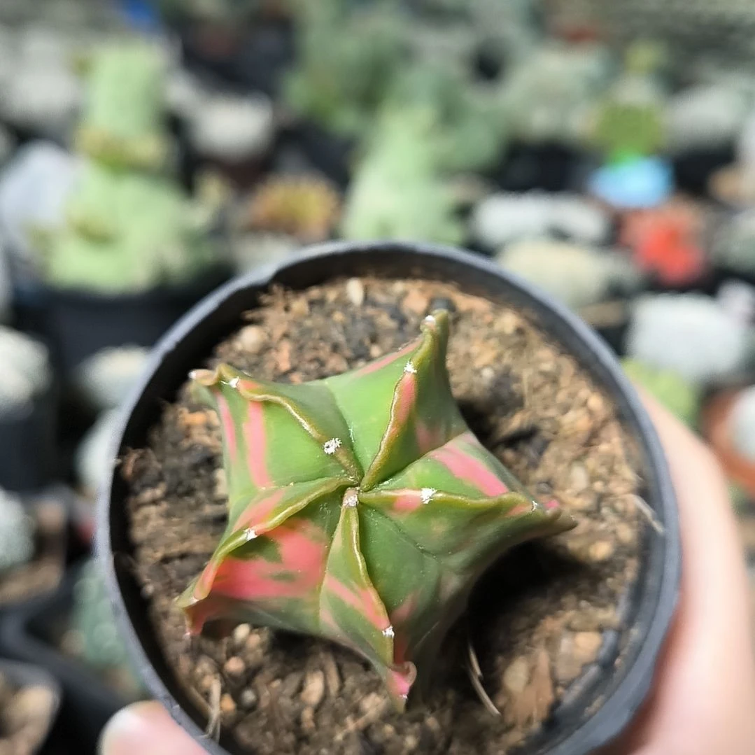 实生鸾凤玉锦一物一拍