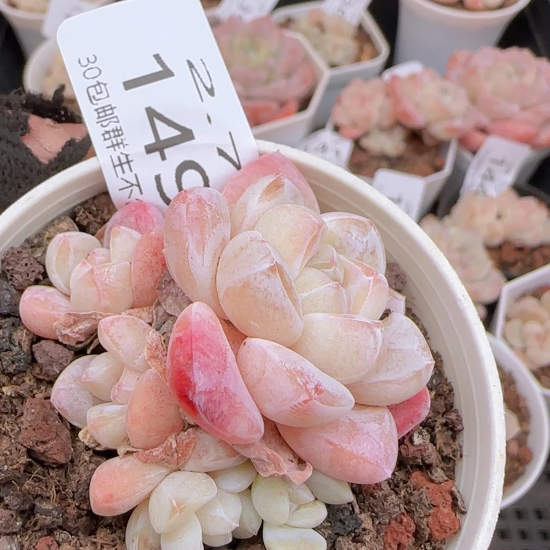 五头冰玉一颗脱土