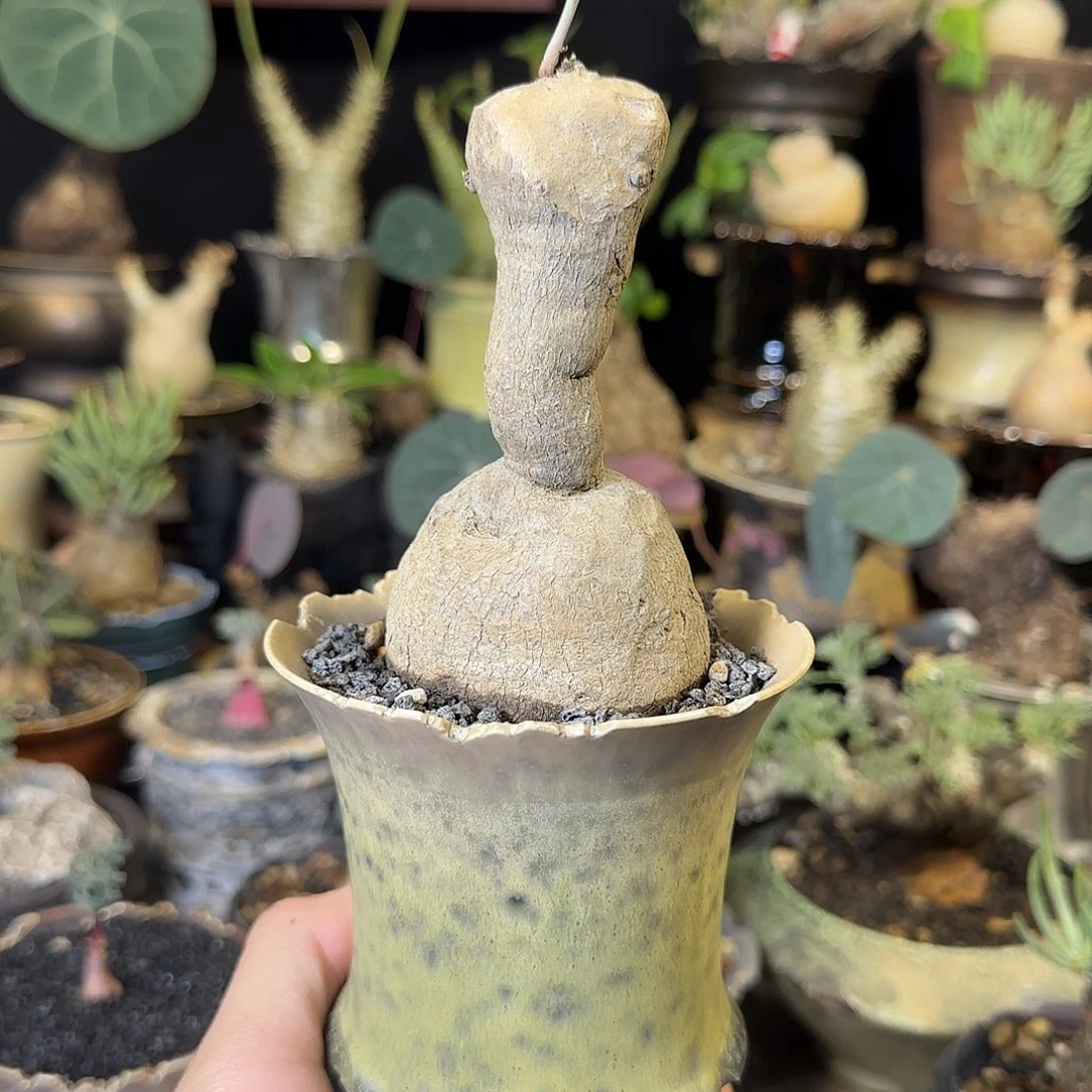 一物一拍素可泰山乌龟330