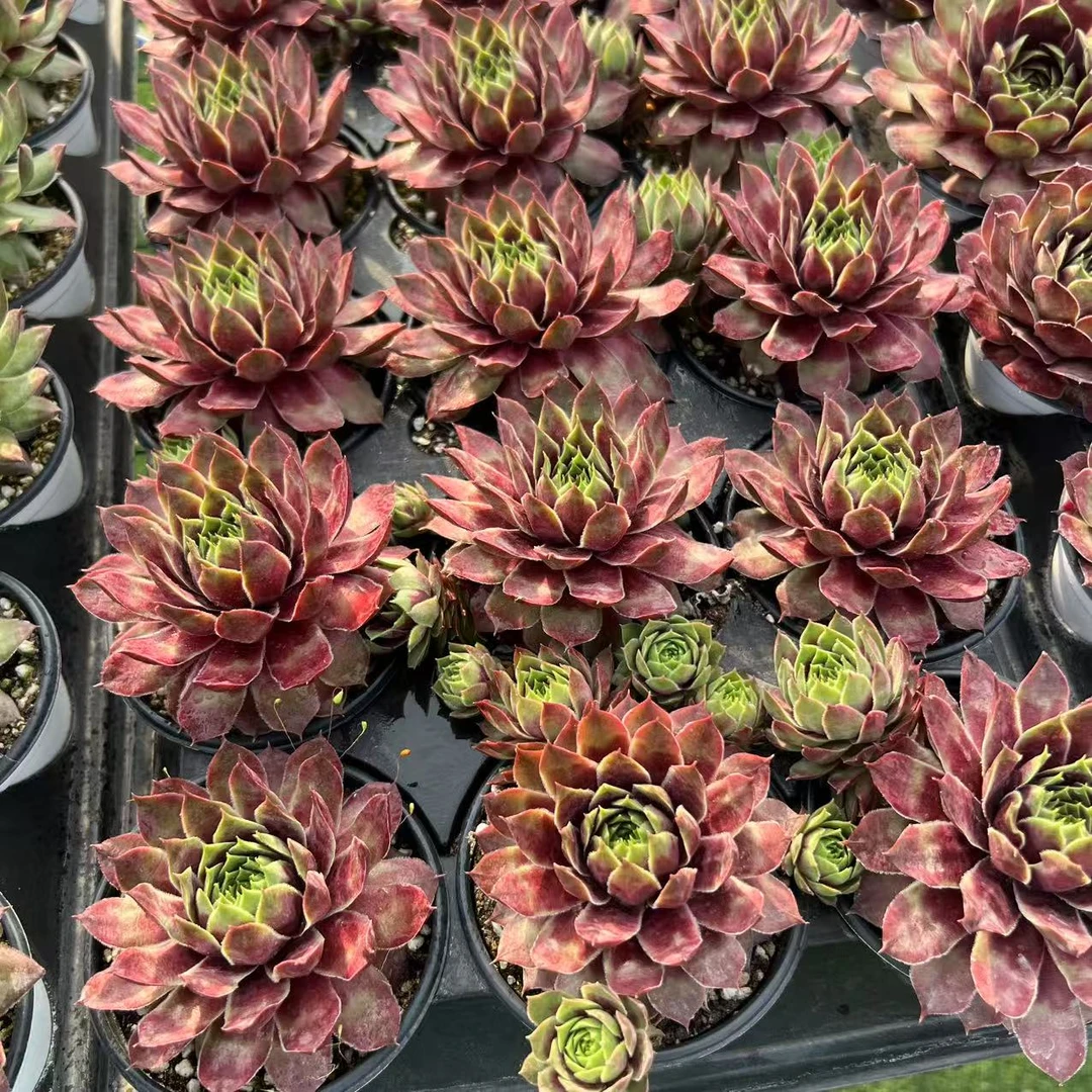 9厘米盆 科罗娜 大头 大型品种 带盆栽好发货