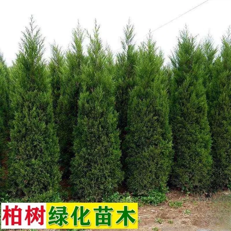 塔柏四季常青墓园墓地种植工程苗木种植