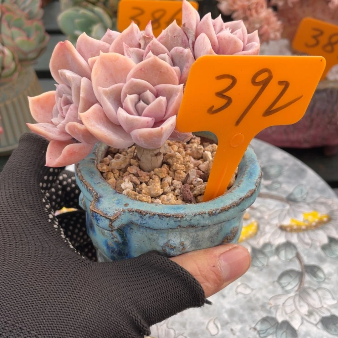 【闪购商品】?***?哈利沃森392