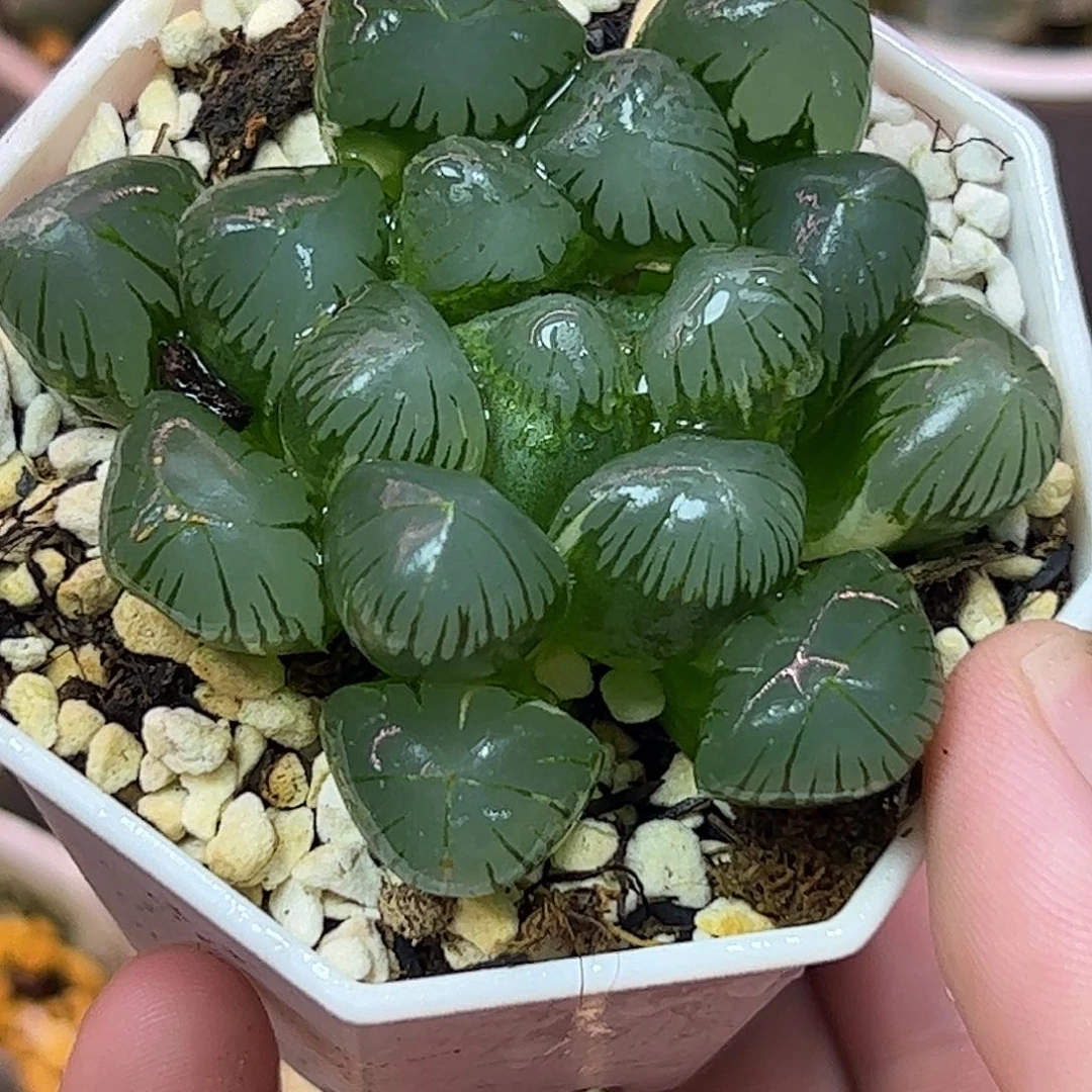 孔明灯锦十二卷多肉植物