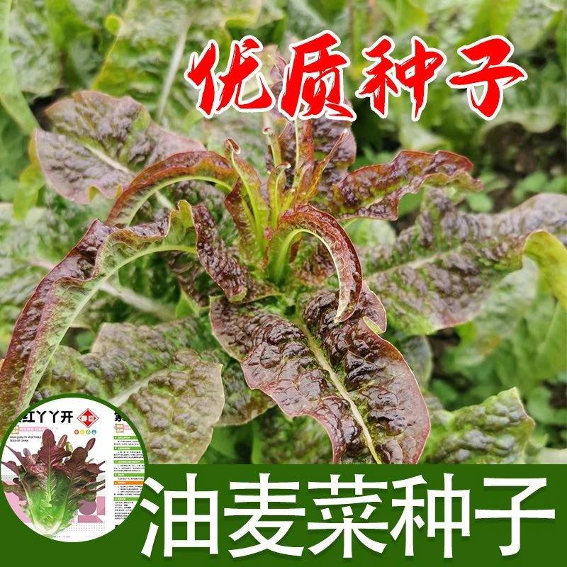 向优品的紫红油麦菜种子甜脆无斑紫丫丫油麦菜种子盆栽庭院有机蔬