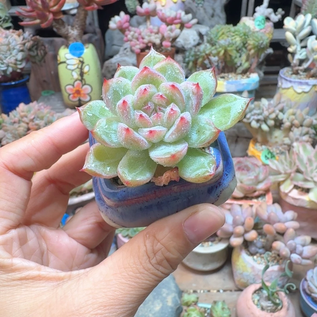 雪花珍妮 多肉含盆土 一物一拍