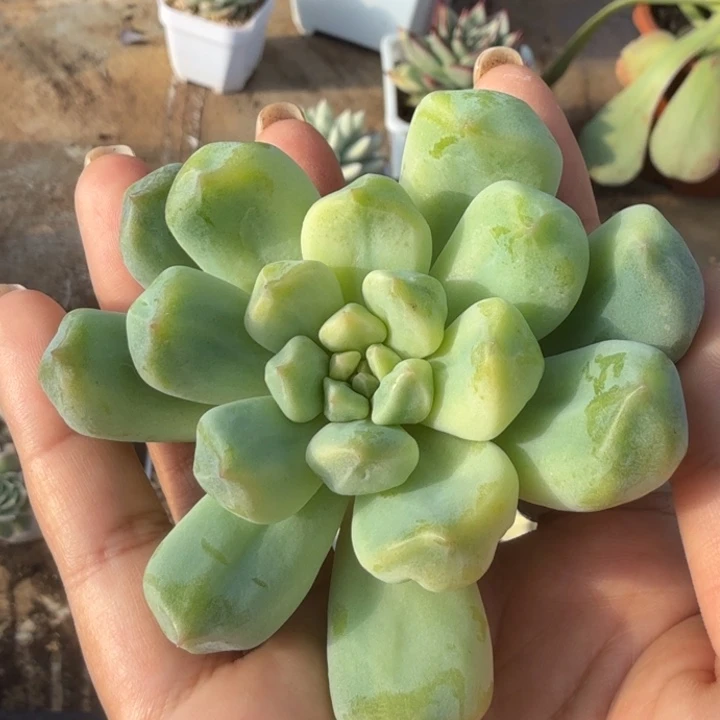 超奶锦主头花脸锦