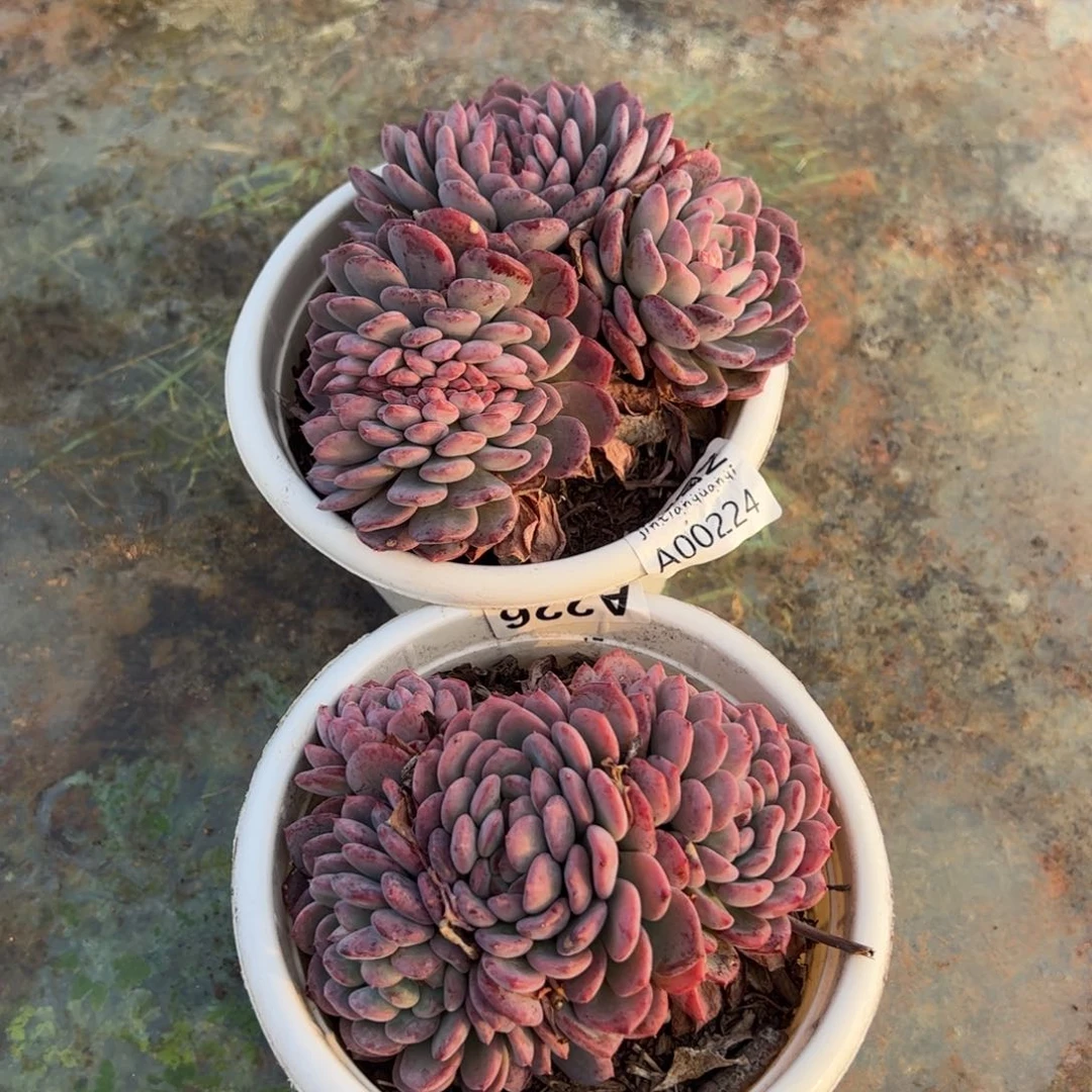 玛瑙缀化多肉植物