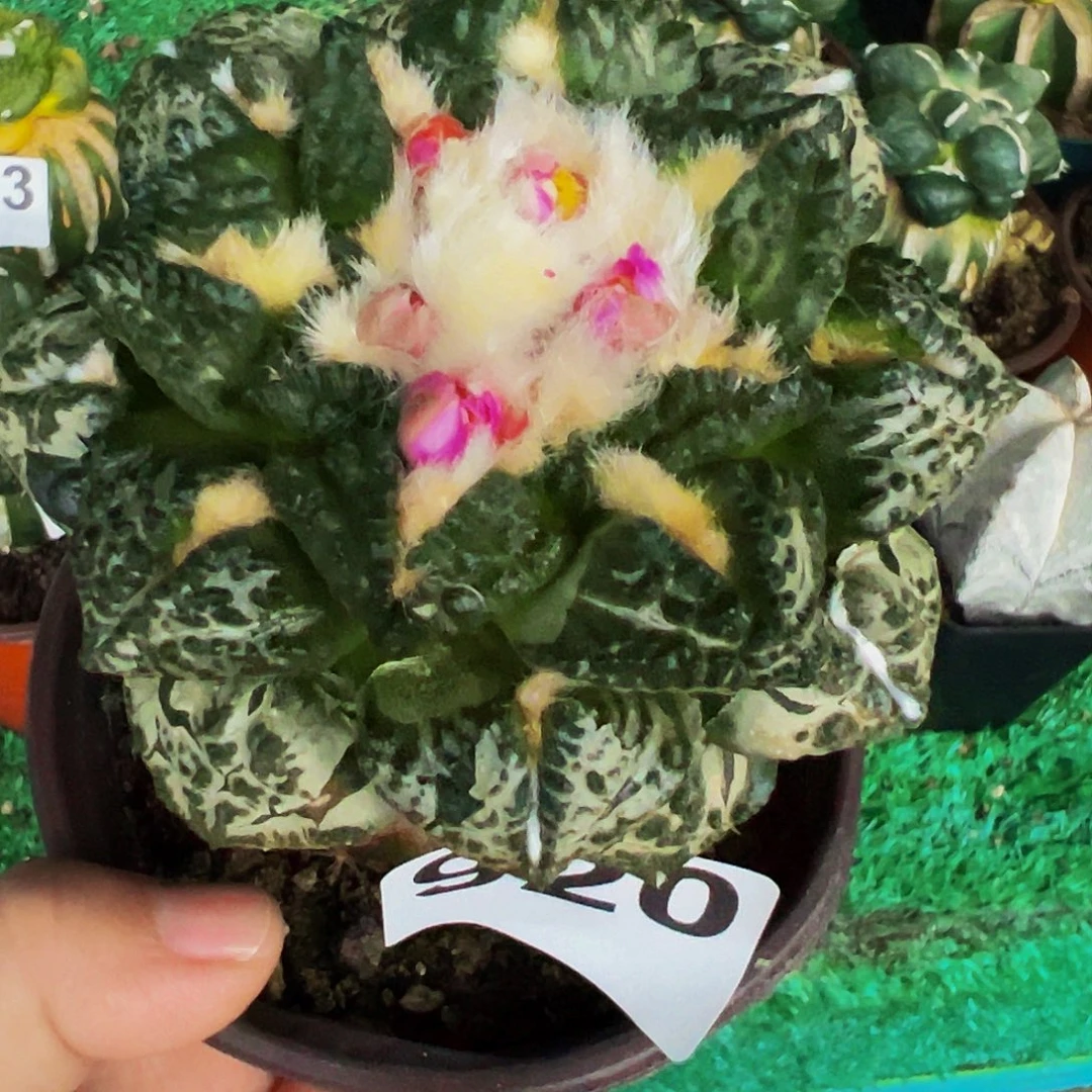 无花朵福利龟甲牡丹920