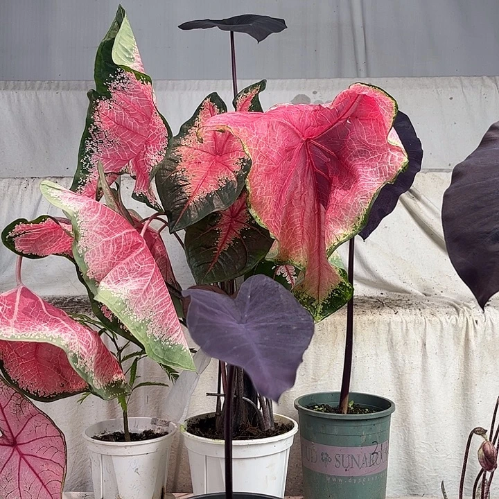 无花朵黑魔法菜叶芋