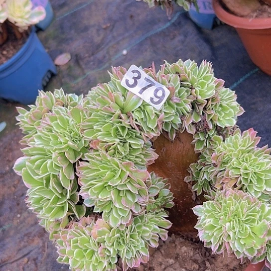 新***木多肉植物一个白凤追