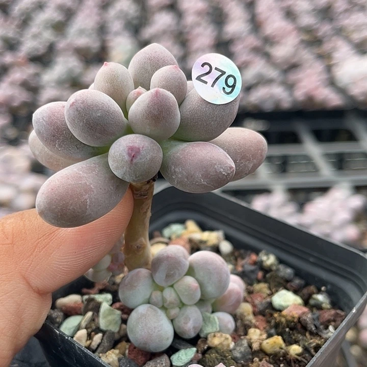 仙子奶酪多肉植物