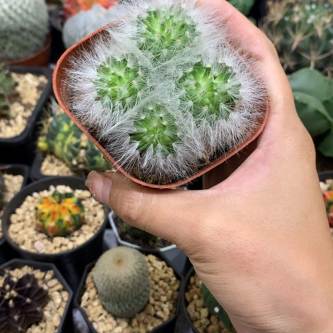 当前无花栽培后可以开花无刺丽光殿