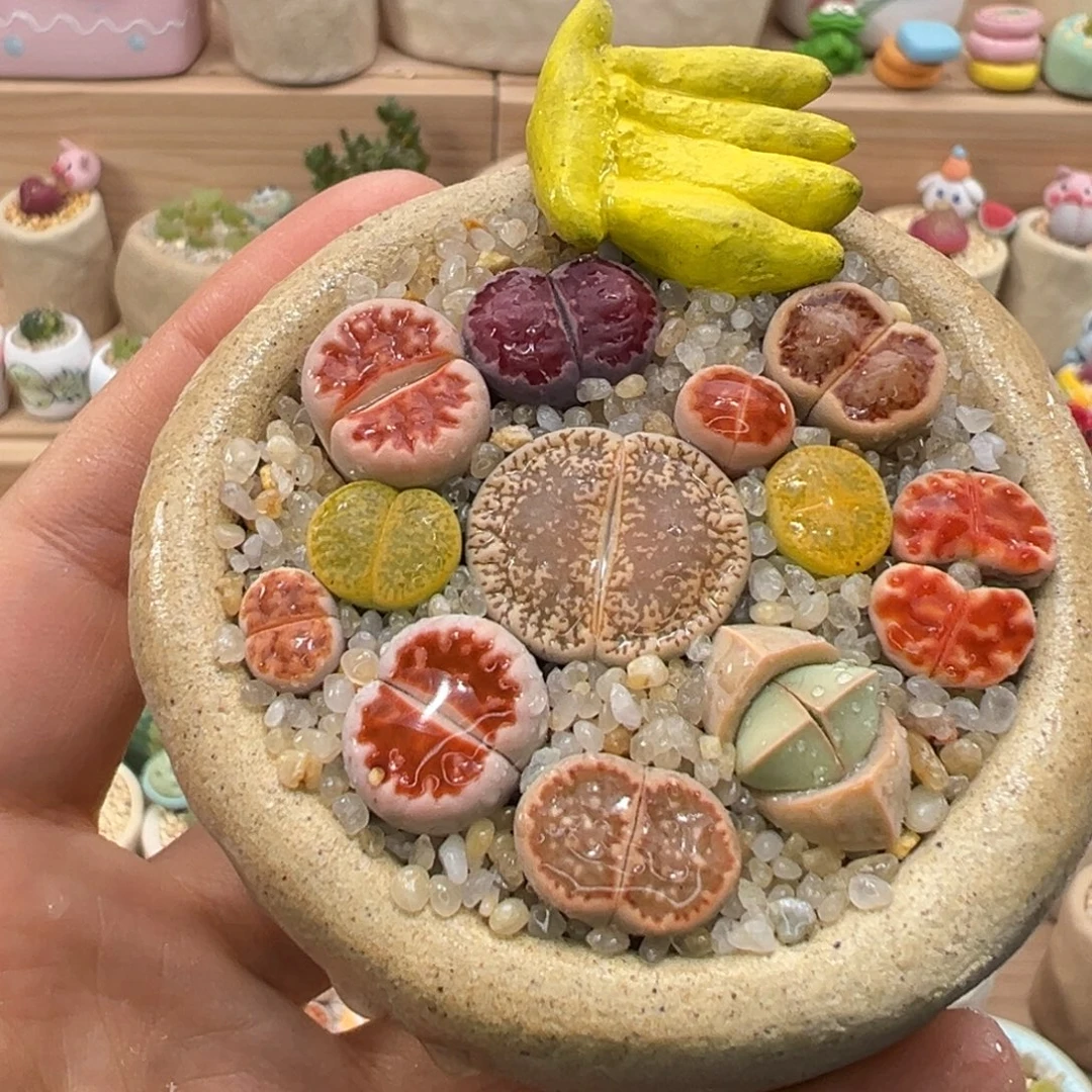 多肉植物147号彩色