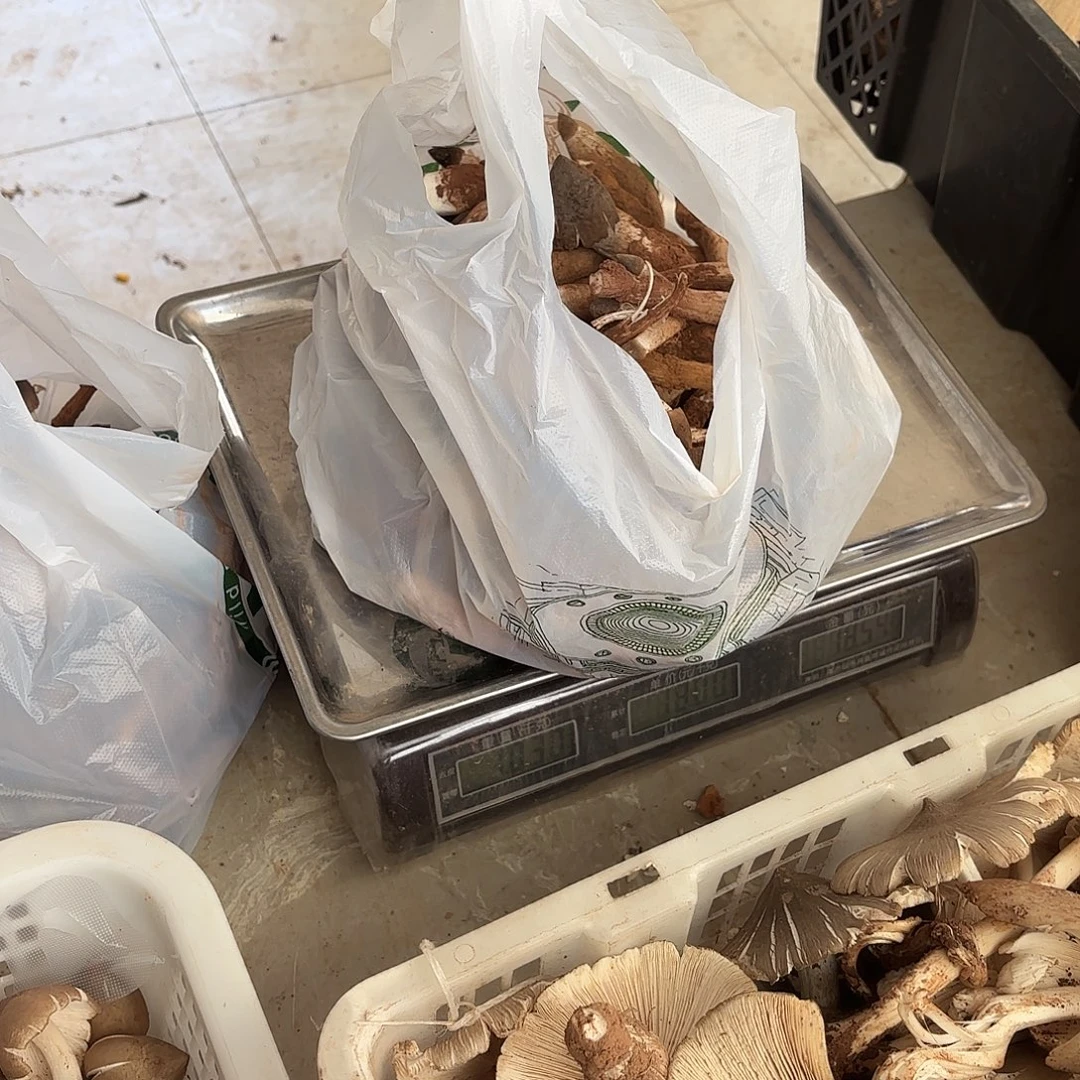 麦***草云南小表妹野生菌代购中国大陆