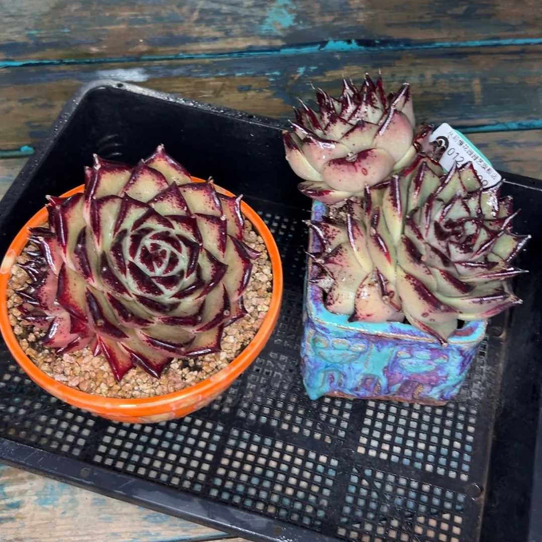 多肉一物一拍0124-309