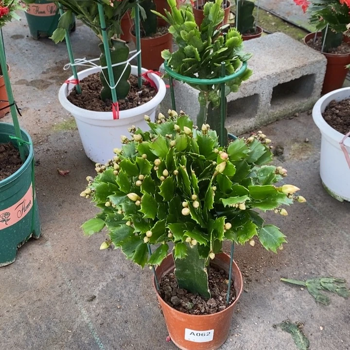 当前无花栽培后可以开花062嫁接黄索