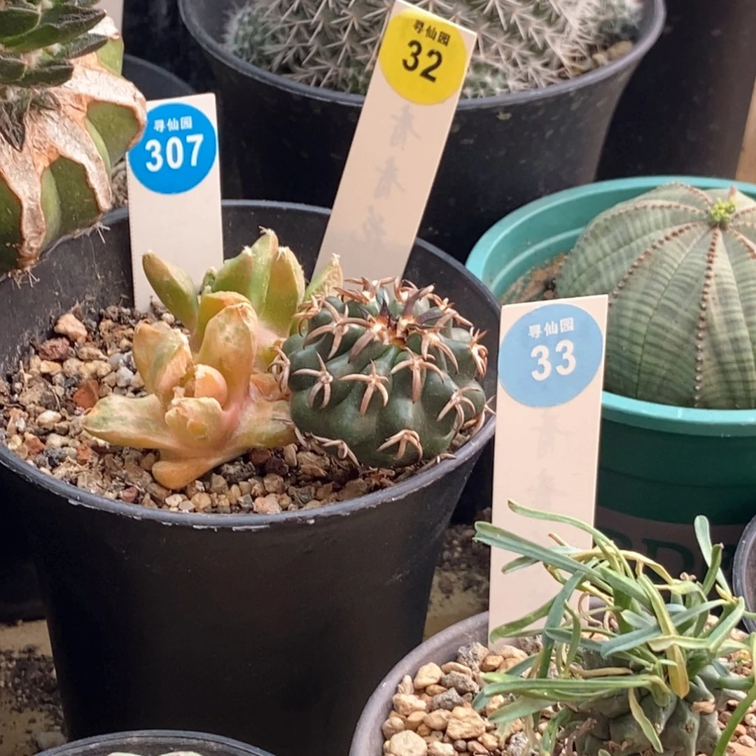 草刺娇丽一颗仙人球