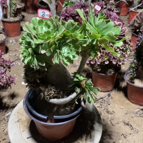 原始绿缀一物一拍