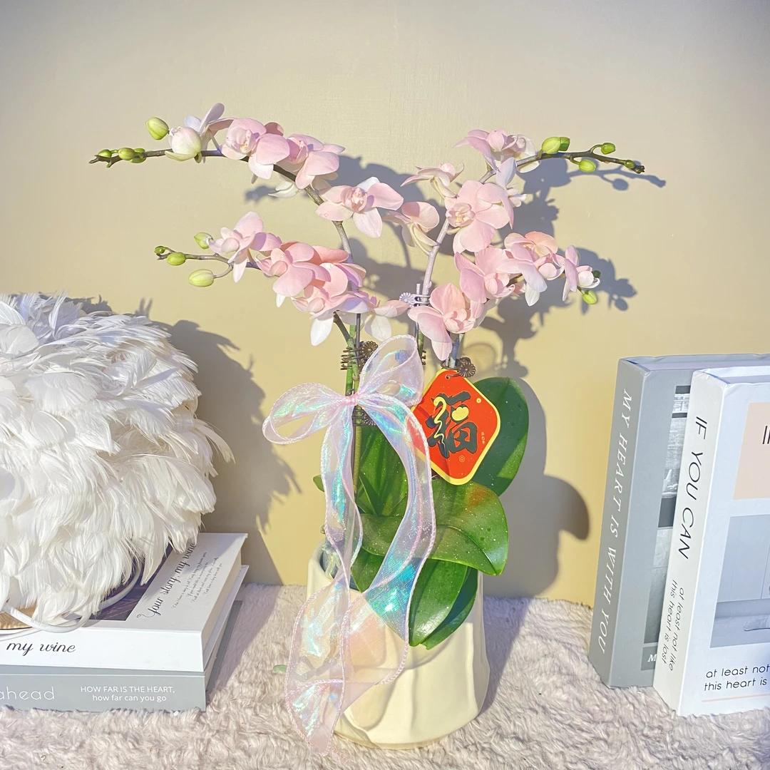 秘密花园 艾莎公主 植物上色进口蝴蝶兰 观赏客厅花卉 真花观赏