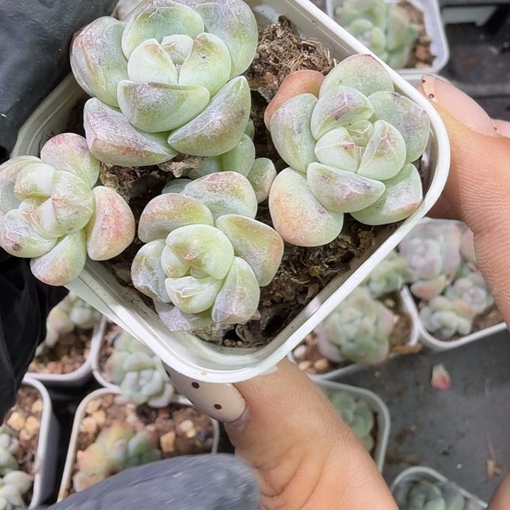 Z***Z193 号到手1框江北多肉