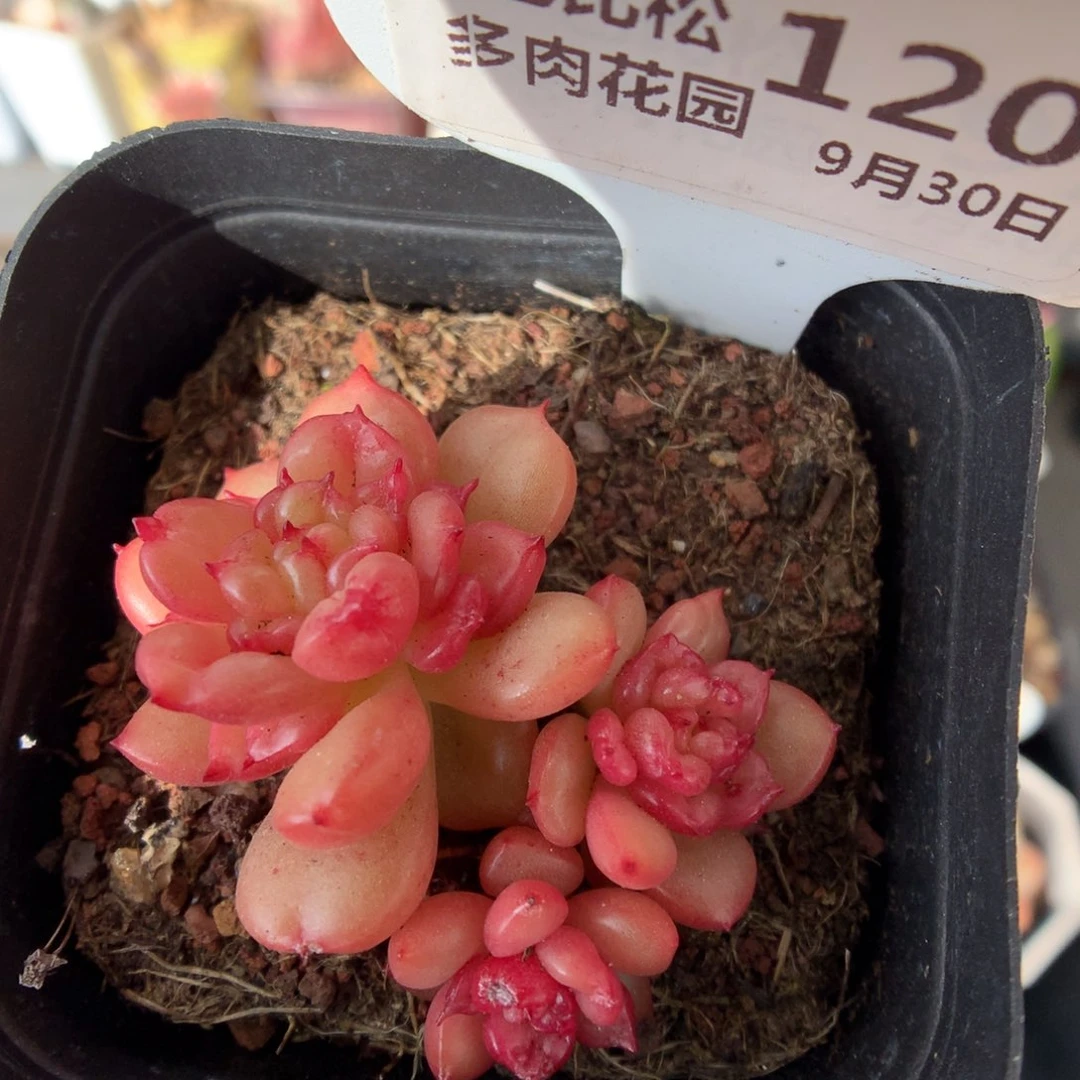 120小脸苹果花多肉植物