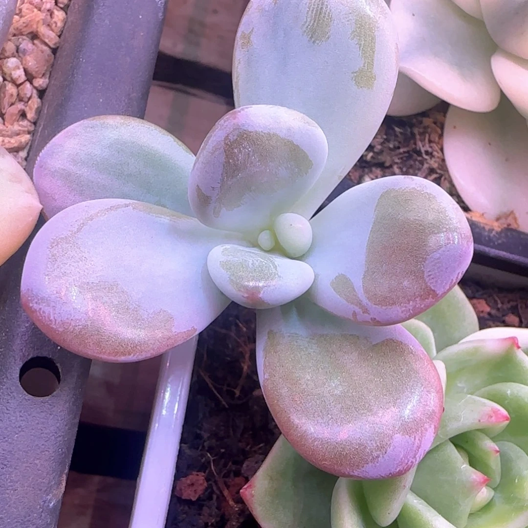 粉兔锦 拉丝 多肉植物