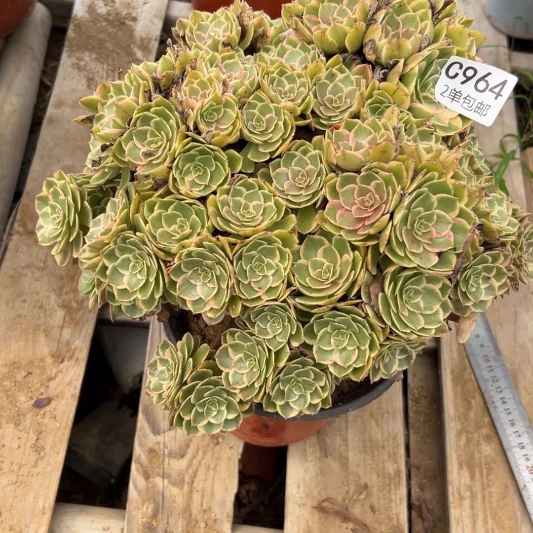 964多肉  粉花妖不包断头