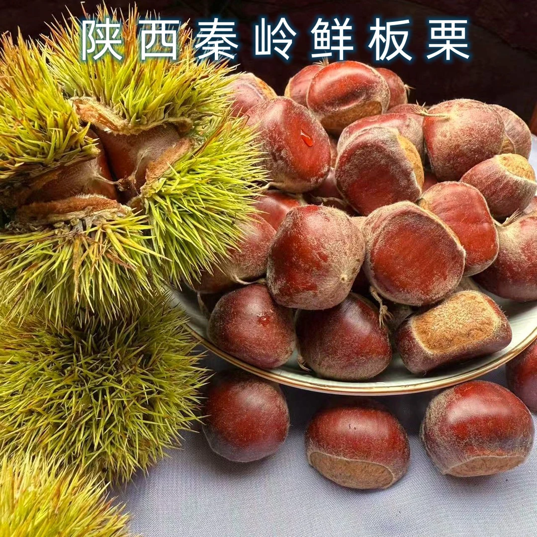 陕西秦岭2025年新鲜板栗现采香甜红皮颗饱满口感粉糯高山老树板栗