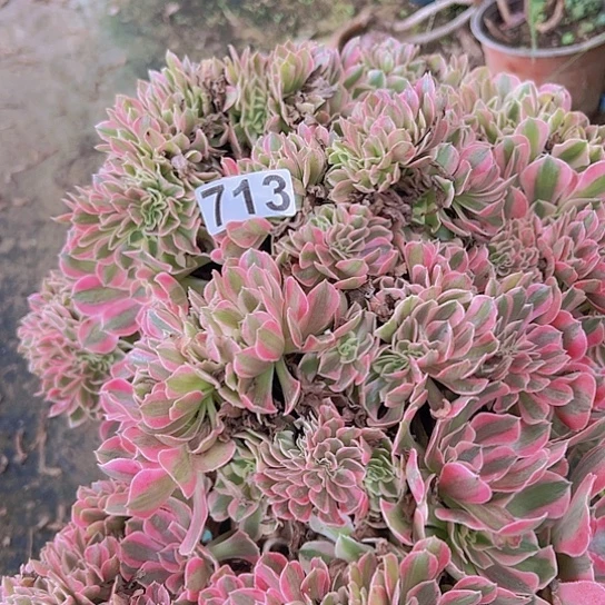 茗***子多肉植物一个女巫追