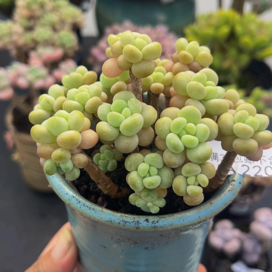 2207鱼子酱8cm多肉