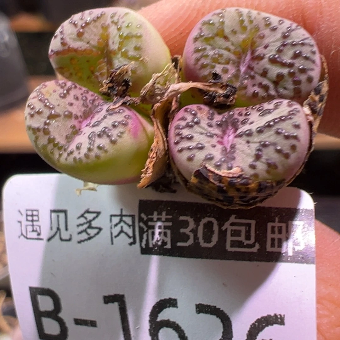多肉植物1111111111111
