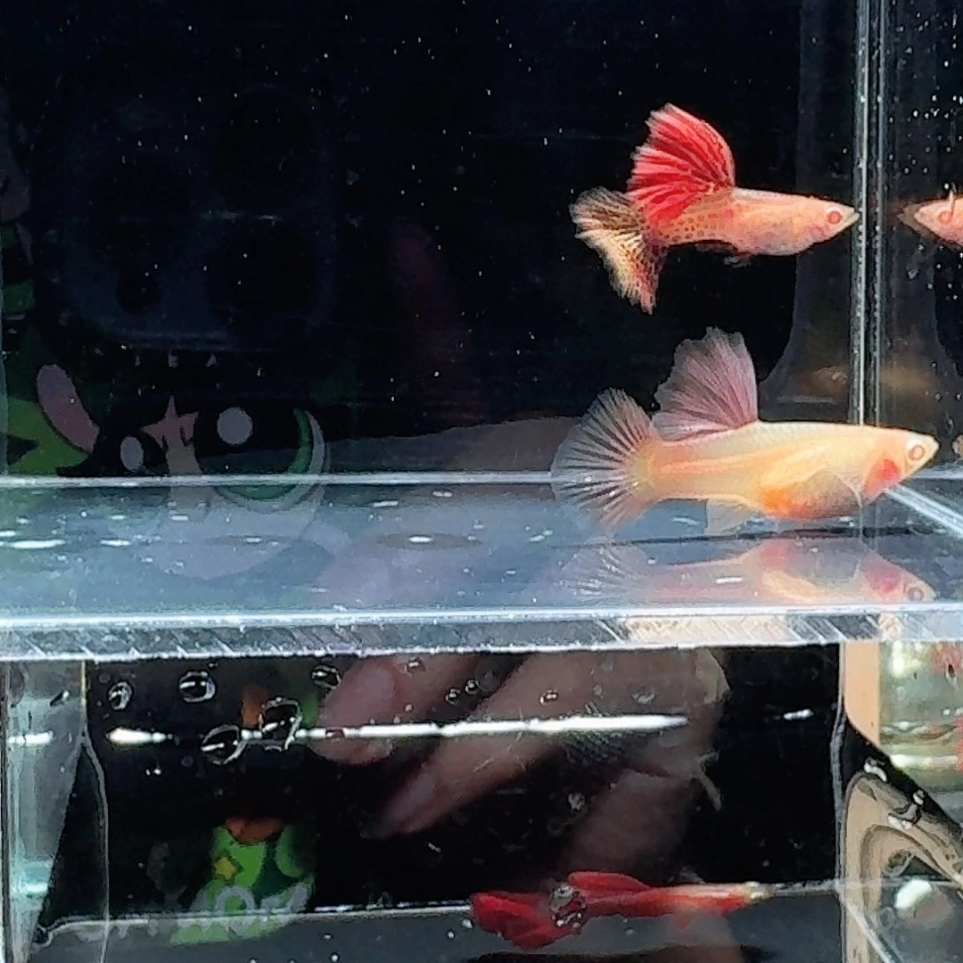孔雀鱼超大背红蕾丝白子亚成一对