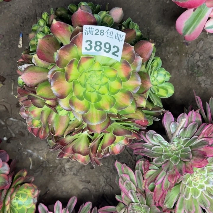 3892韶华多肉植物