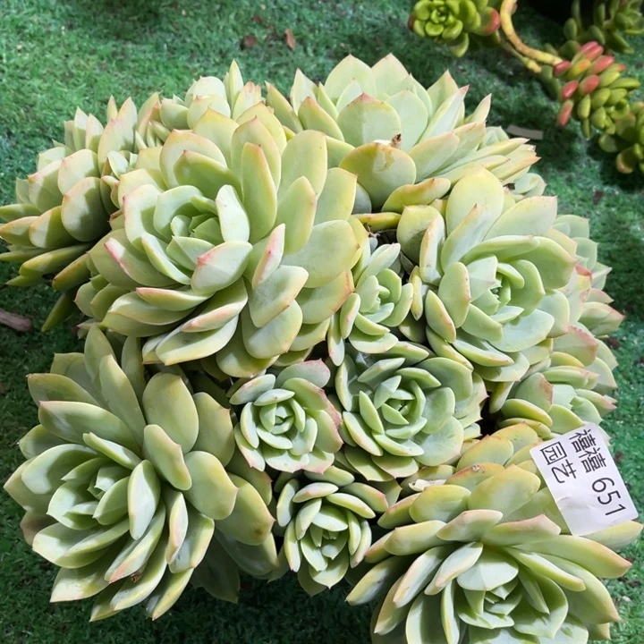 651恋曲多肉植物一物一拍