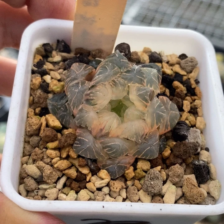 530号实生玉露锦湖水糊斑