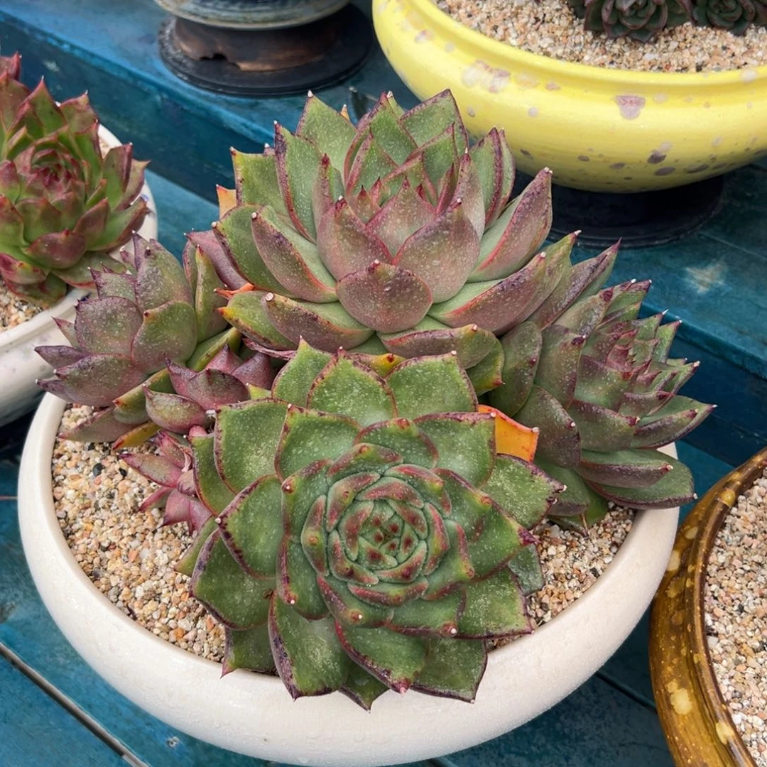 多肉一物一拍0119-宝石母本