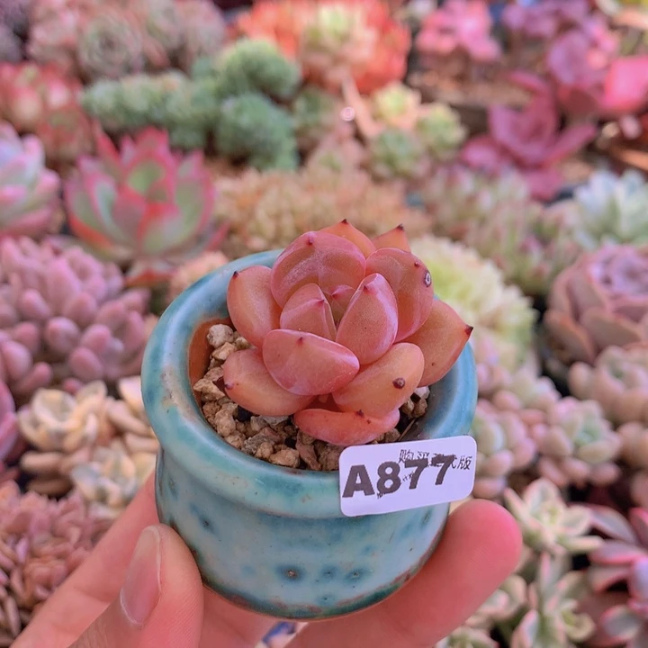 一物一拍含盆土满38包邮A877