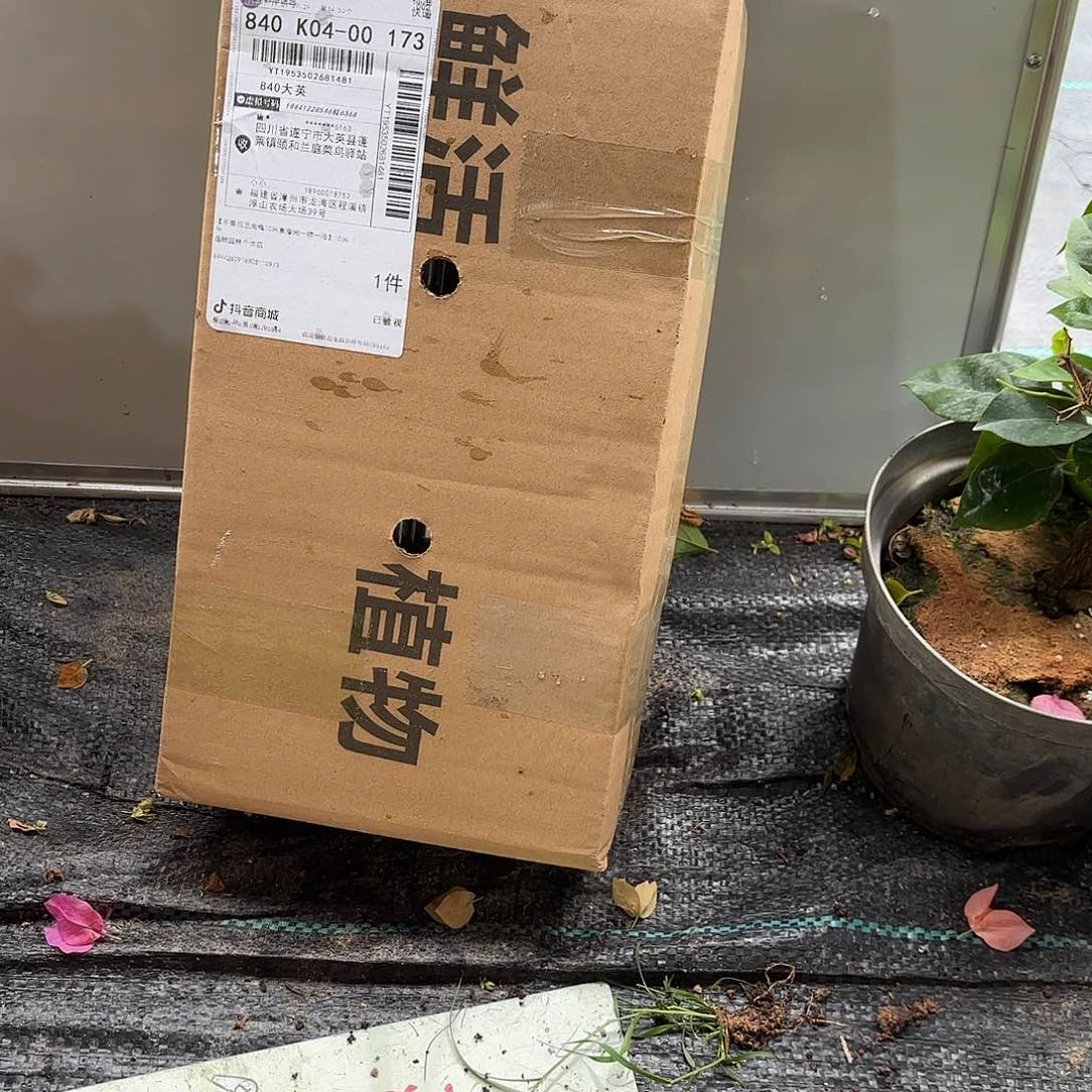 @***淇当前无花栽培后可以开花袋苗盲盒三颗