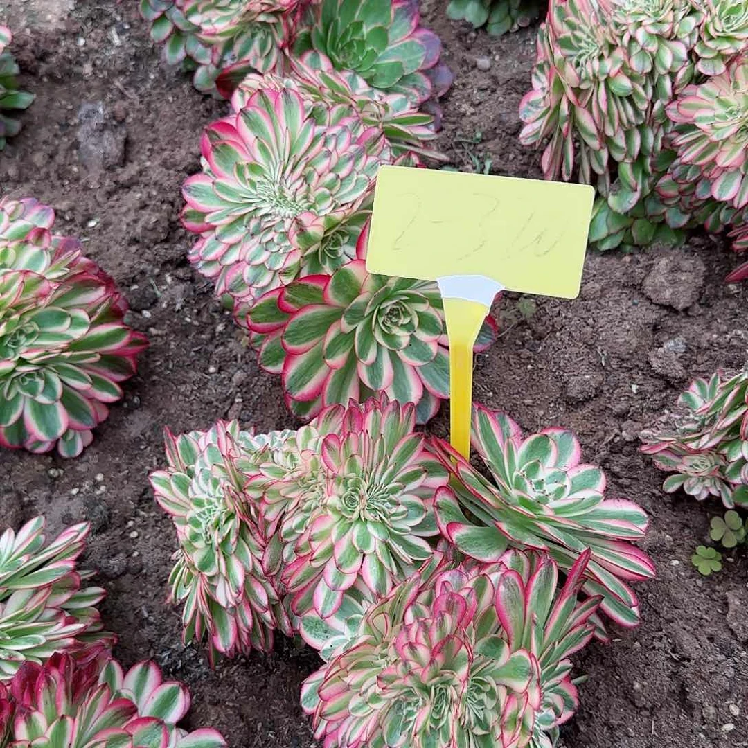 2-320--+多头多肉植物