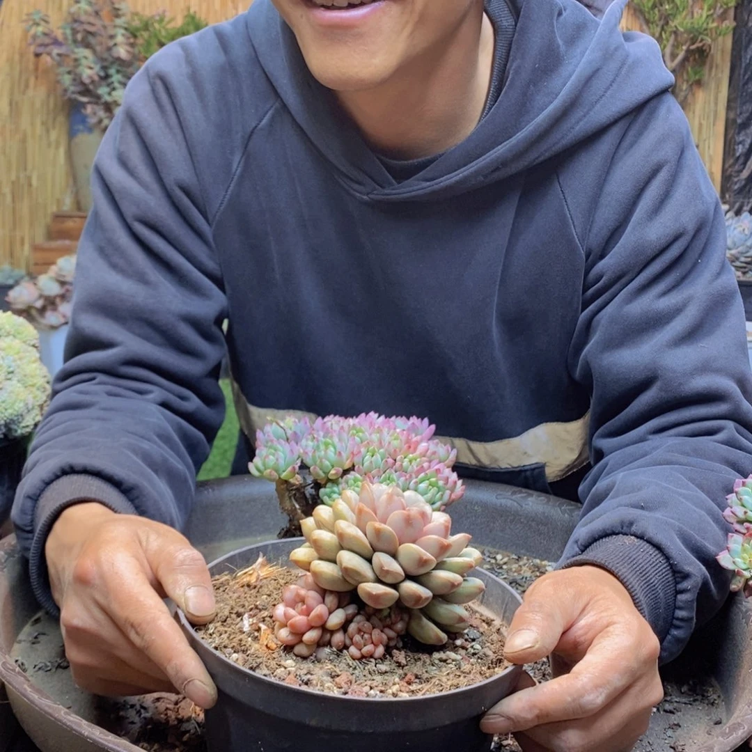 小**妹A61号葡萄多肉