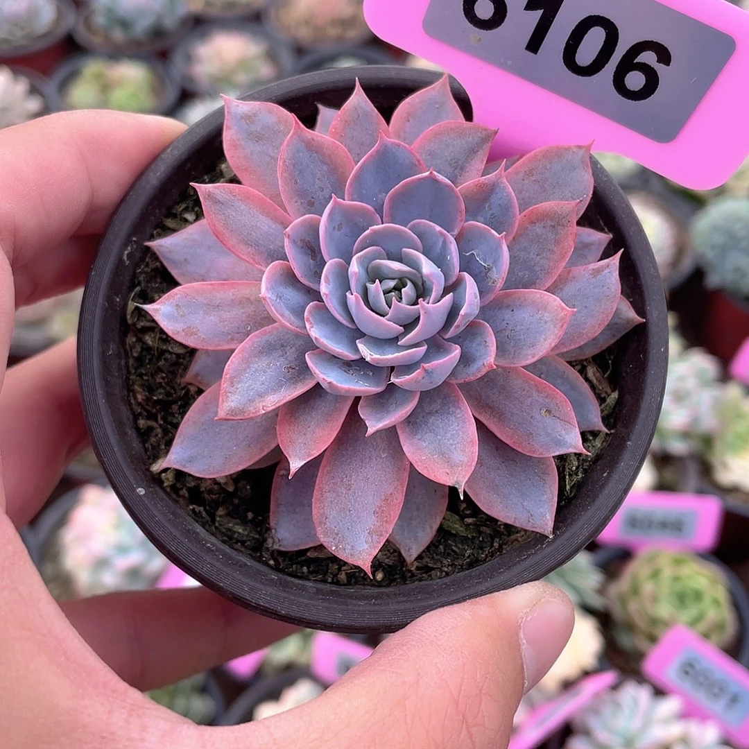 Pink红锦6106号多肉
