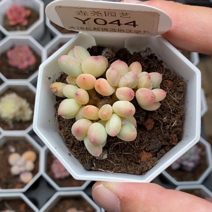 0044 苹果奶 4.5cm